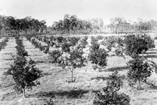 Young orange trees at Racimo Plantation along St. John's River, 1880s