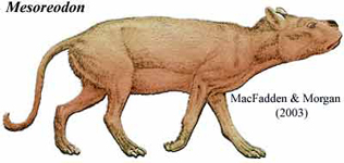 Mesoreodon of the Late Oligocene Epoch of Florida