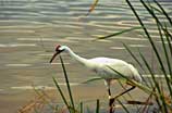 Photo of wading whooping crane