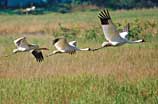 Photo of flying whooping cranes
