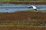 Photo of a whooping crane in flight