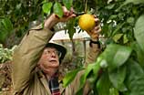 Jimmy Shine picking citrus fruit