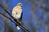 Photo of a perched red-shouldered hawk