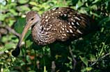 Photo of a wading limpkin