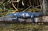 Photo of an alligator on a log