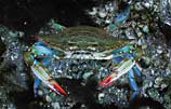 Photo of a blue crab