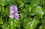 Photo of purple bloom of hyacinth
