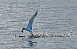 Photo of a common tern taking a fish