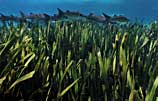 Underwater photo of eelgrass and mullet
