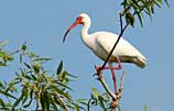 Photo of an ibis perched in tree