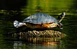 Photo of turtle sunning itself on log