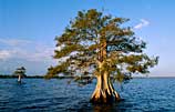 Photo of a bald cypress tree in a lake