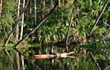 Photo of kayaker paddling by tree lined shore