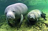 Photo of a Manatee pair under water