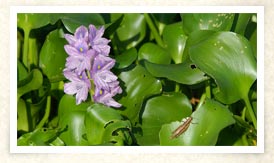 Photo of water hyacinth